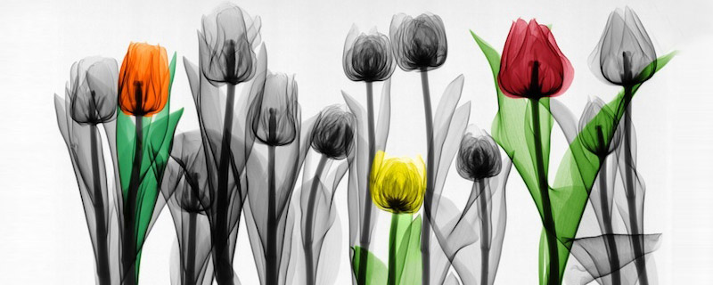 创意摄影：X射线下的美丽虫草世界